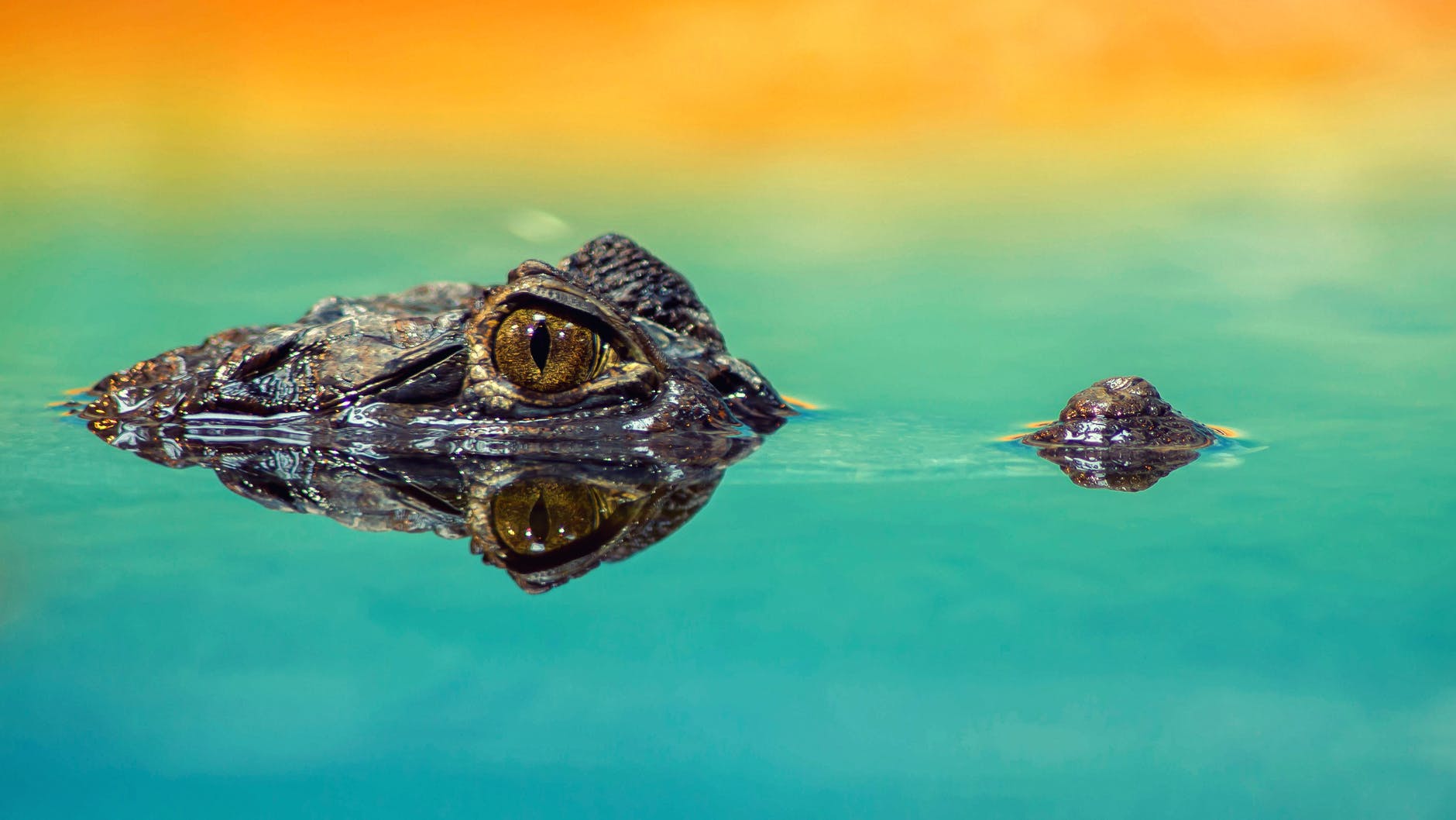 Crocodile emerging from water