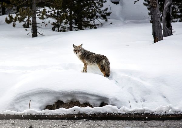 Coyote in the snow